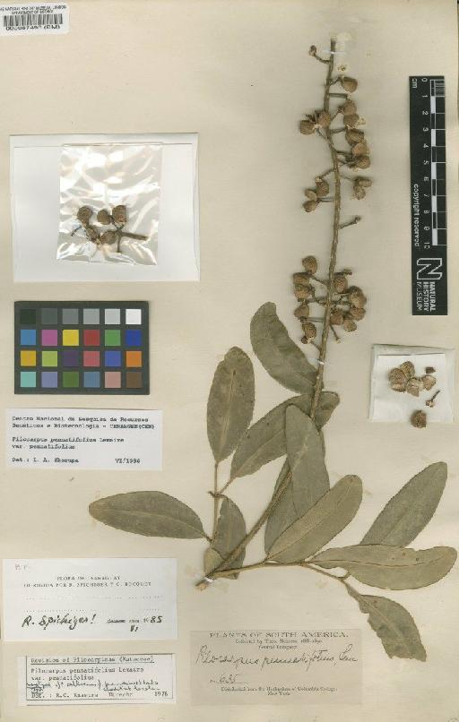 Pilocarpus pennatifolius var. pennatifolius Lem - BM000087490