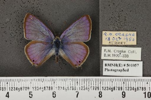Lampides boeticus (Linnaeus, 1767) - BMNHE_501057_167625