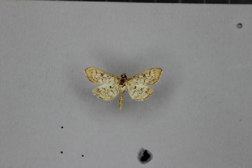 Herpetogramma abdominalis (Zeller) - Herpetogramma_abdominalis_Zeller_1872_Lectotype_BMNH(E)#1325508_image001