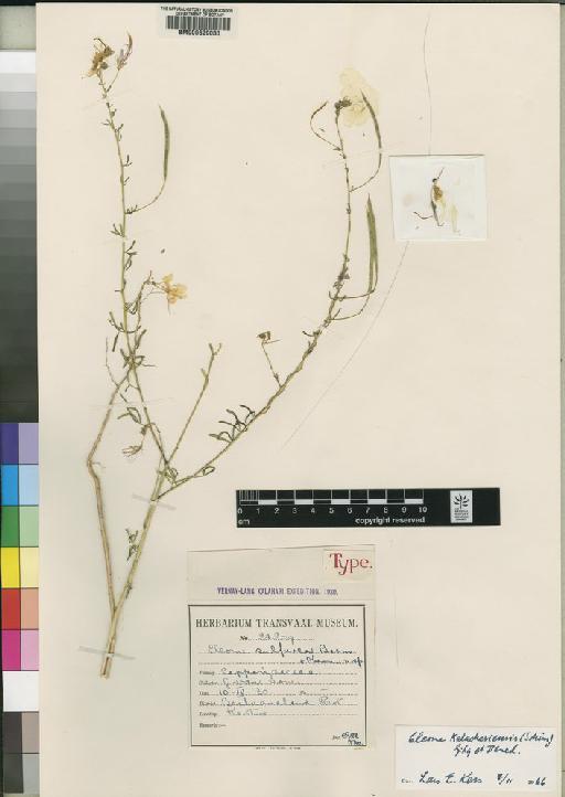 Cleome kalachariensis (Schinz) Gilg & Benedict - BM000629030