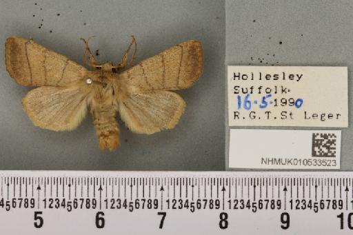 Charanyca trigrammica (Hufnagel, 1766) - NHMUK_010533523_587489