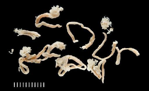 Hydroides capensis Zibrowius, 1972 - Polychaete type specimen; Serpullidae; 1961.9.820-833 several