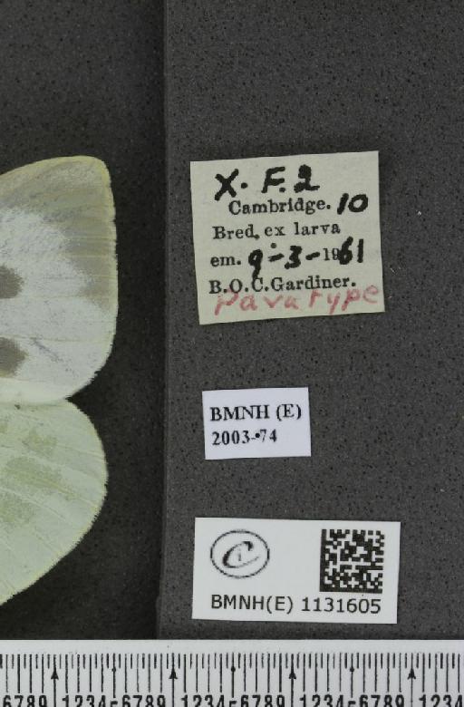 Pieris brassicae (Linnaeus, 1758) - BMNHE_1131605_label_97112