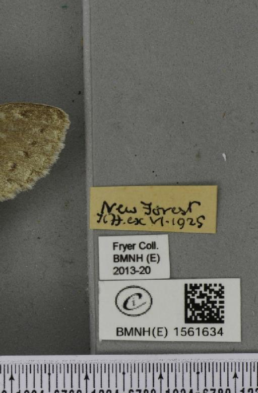 Stauropus fagi fagi (Linnaeus, 1758) - BMNHE_1561634_label_242872