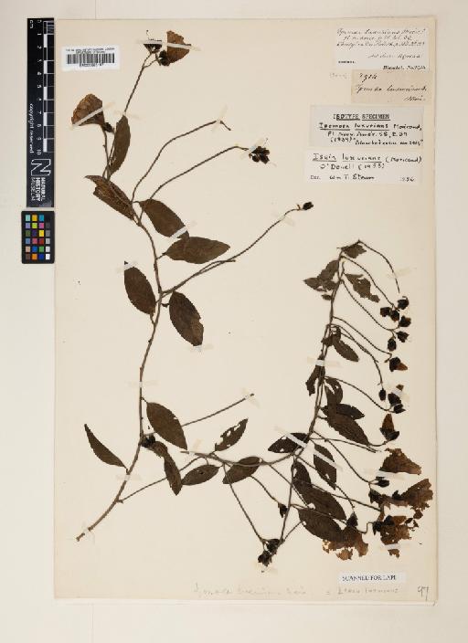 Iseia luxurians (Moric.) O'Donell - 000953197