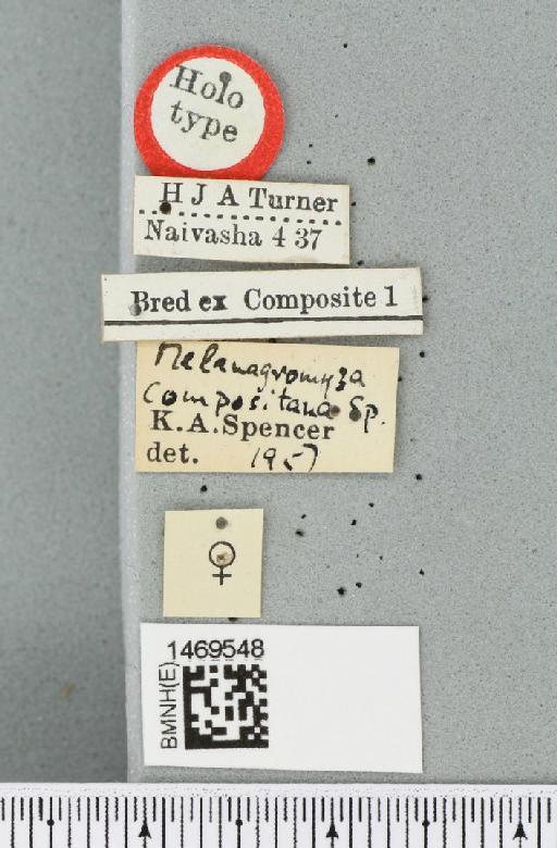 Melanagromyza compositana Spencer, 1959 - BMNHE_1469548_label_45203