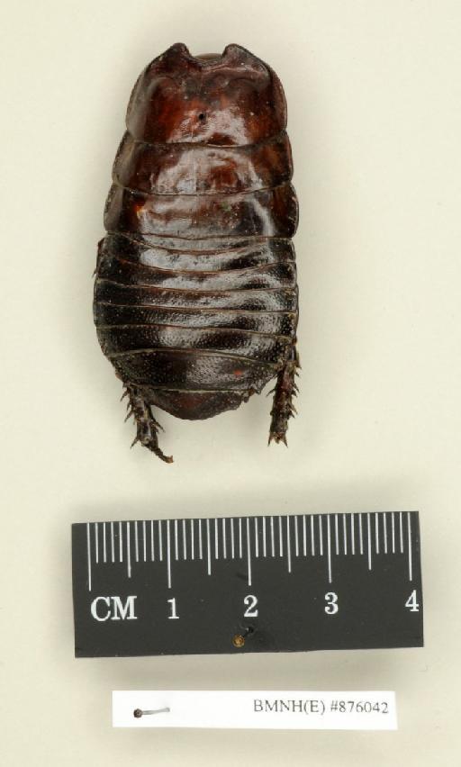 Dicellonotus morsus Butler, 1882 - Dicellonotus morsus Butler, 1882, male, holotype, dorsal. Photographer: Edward Baker. BMNH(E)#876042