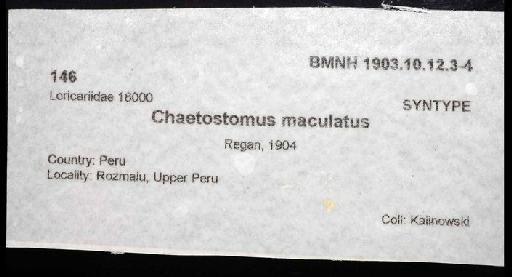 Chaetostomus maculatus Regan, 1904 - 1903.10.12.3-4; Chaetostomus maculatus; image of jar label; ACSI project image