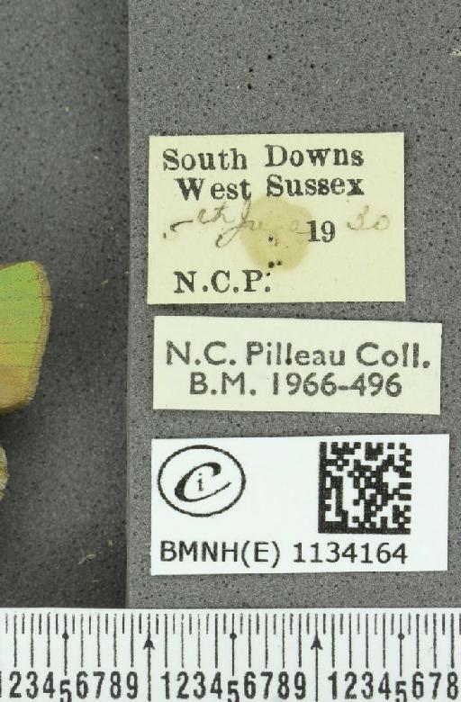 Callophrys rubi rubi (Linnaeus, 1758) - BMNHE_1134164_label_97848