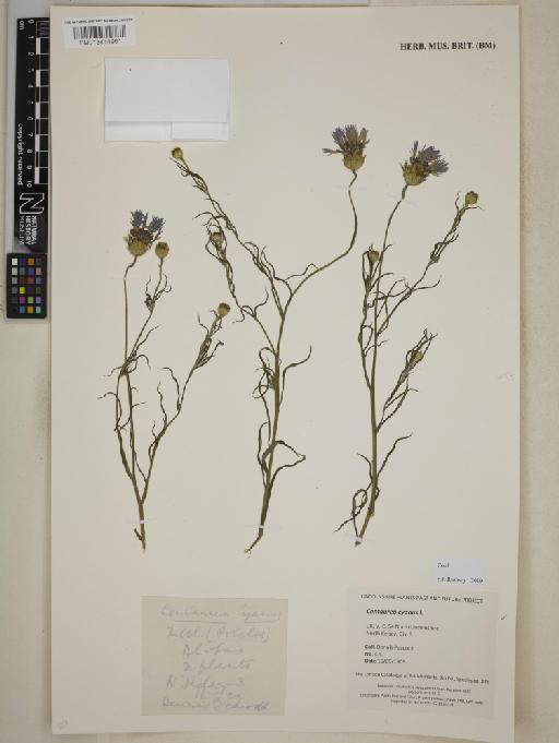 Centaurea cyanus L. - BM013414961