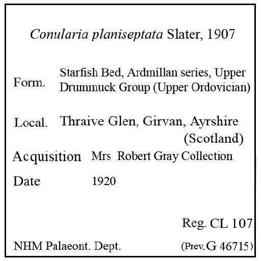 Conularia planiseptata Slater, 1907 - CL 107. Conularia planiseptata (label)