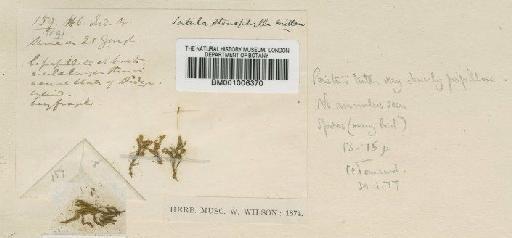 Pseudosymblepharis angustata (Mitt.) Hilp. - BM001006370