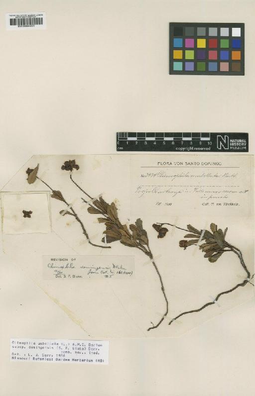 Chimaphila umbellata subsp. domingensis (S.F.Blake) Dorr - BM000993677