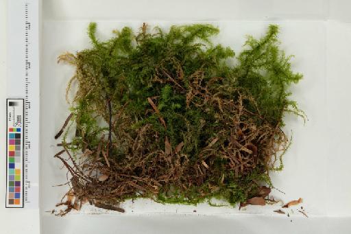 Hylocomiadelphus triquetus (Hedw.) Ochyra & Stebel - 013779721_a