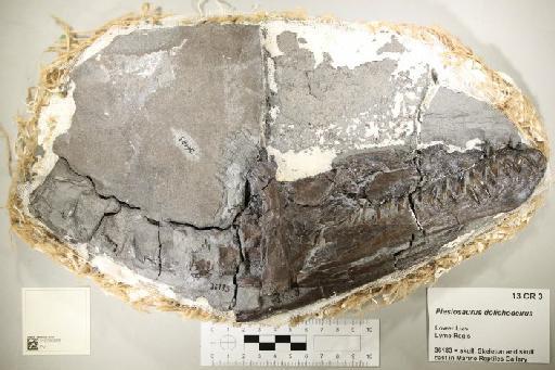 Plesiosaurus dolichodeirus Conybeare, 1824 - 010030856_L010221606