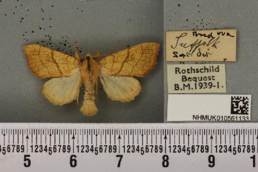 Tiliacea citrago ab. aurantiago Tutt, 1892 - NHMUK_010561133_a_618675