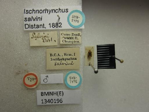 Ischnorhynchus salvini Distant, 1882 - Ischnorhynchus salvini-BMNH(E)1340196-Syntype male dorsal & labels