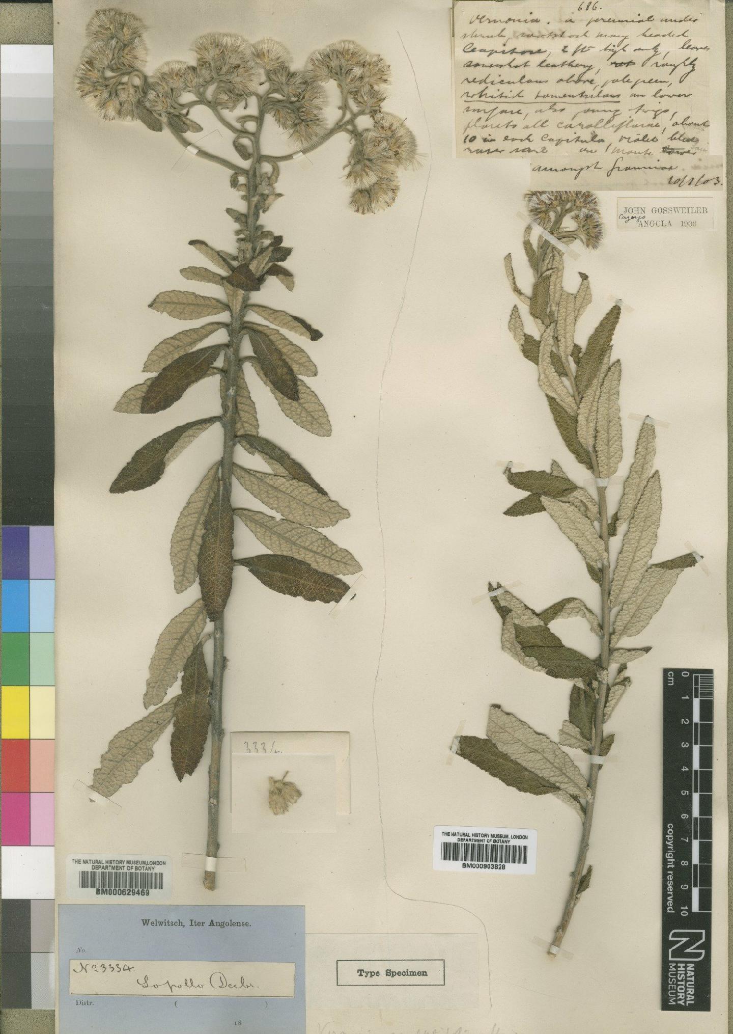 To NHMUK collection (Vernonia sculptifolia Hiern; NHMUK:ecatalogue:4528849)