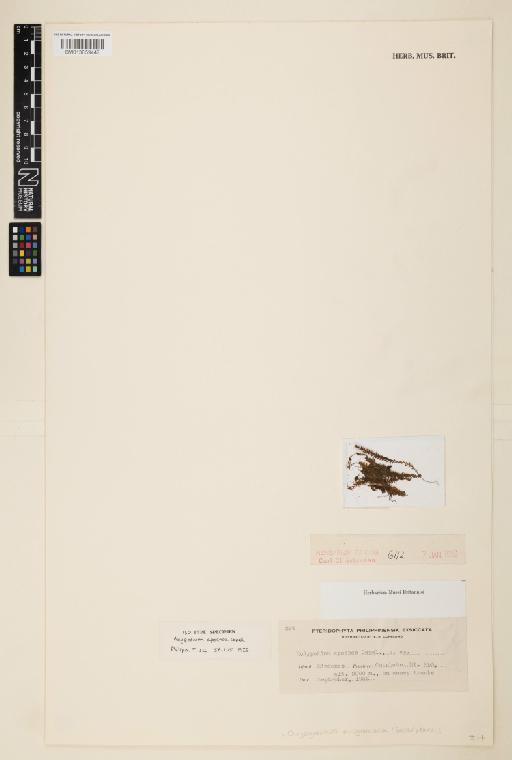 Chrysogrammitis musgraviana (Baker) Parris - 013859447