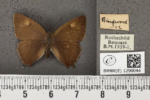 Thecla betulae (Linnaeus, 1758) - BMNHE_1290044_128408