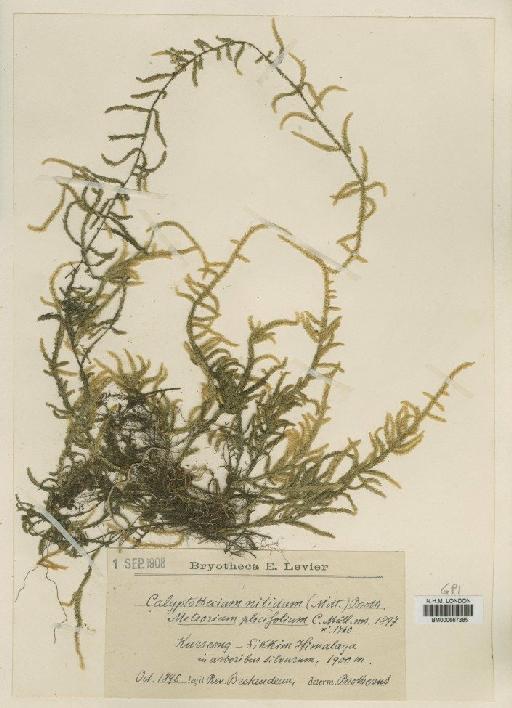 Calyptothecium nitidum (Renauld & Cardot) M.Fleisch. - BM000667385