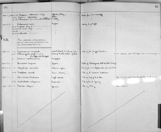 Trichoniscus sorrentinus translucides var. translucides - Zoology Accessions Register: Crustacea: 1935 - 1962: page 49