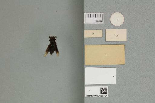 Parachartergus aztecus Willinck, 1959 - 010636404_Labels_Ventral