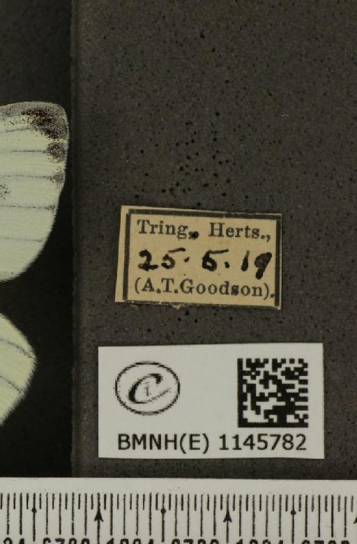 Pieris napi sabellicae Stephens, 1827 - BMNHE_1145782_label_99878