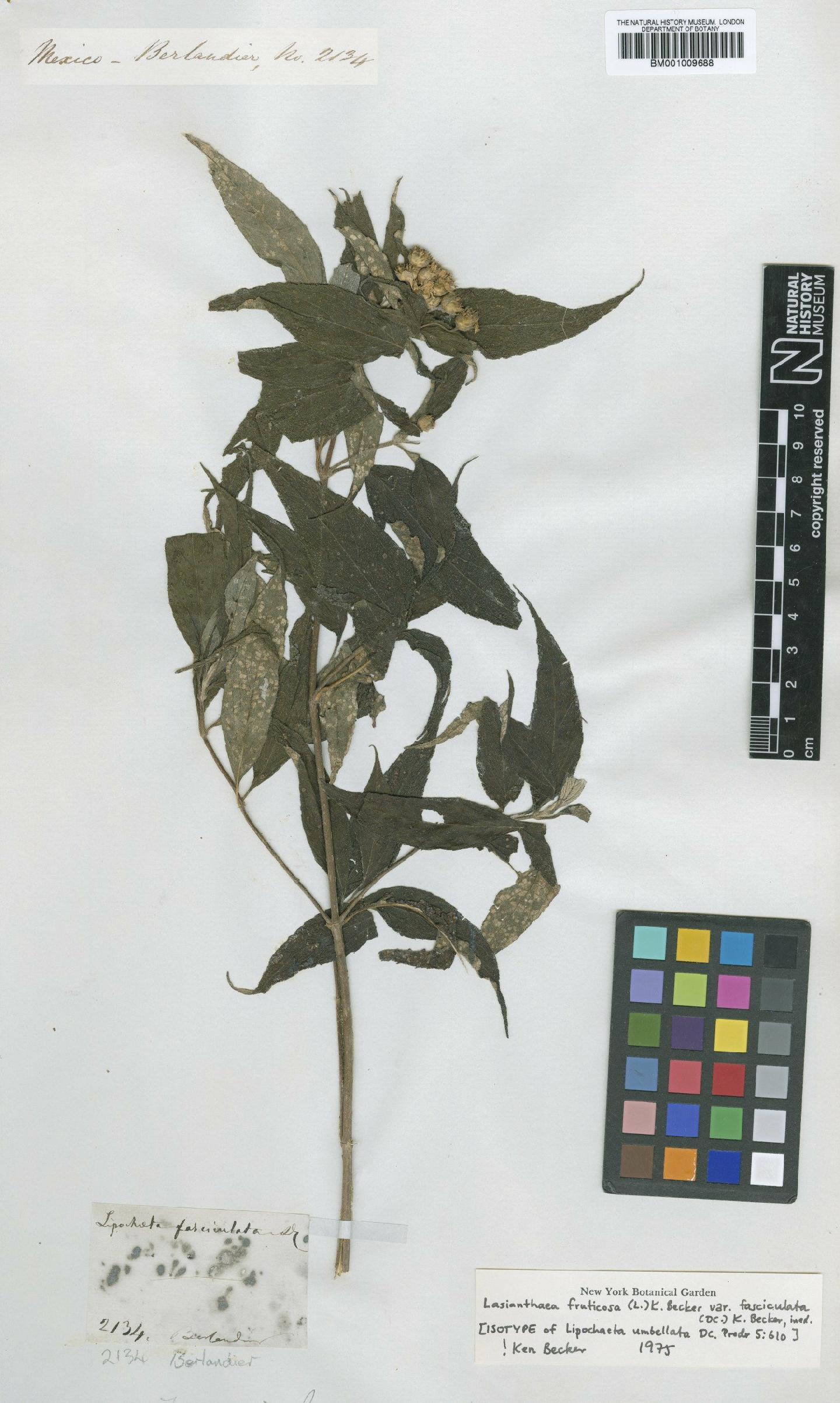 To NHMUK collection (Lasianthaea fruticosa var. fasciculata (DC.) K.M.Becker; Isotype; NHMUK:ecatalogue:619773)