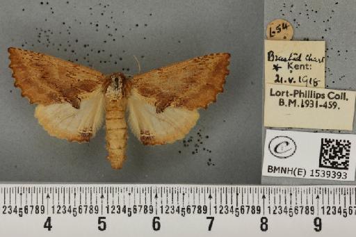 Ptilodon capucina (Linnaeus, 1758) - BMNHE_1539393_246973