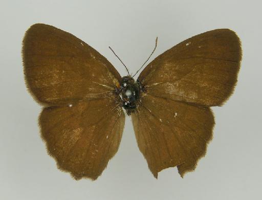 Euptychia ochracea Butler, 1867 - BMNH(E)_ 1204761_Yphthimoides_(Euptychia)_ochracea_Butler_T_male (2)