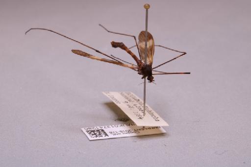 Tipulidae Latreille, 1802 - 013741286_additional_4