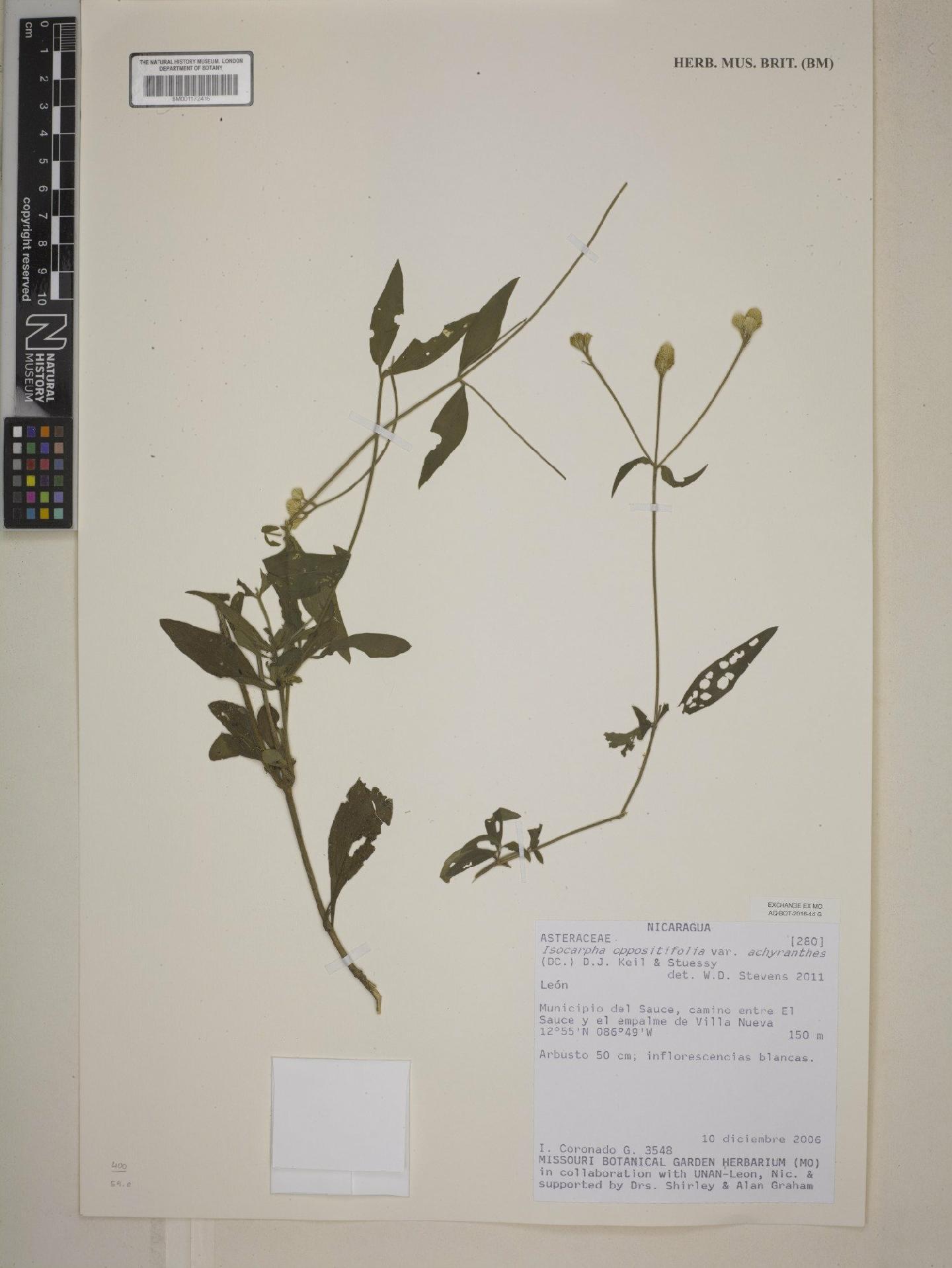 To NHMUK collection (Isocarpha oppositifolia var. achyranthes (DC.) D.J.Keil & Stuessy; NHMUK:ecatalogue:7974677)