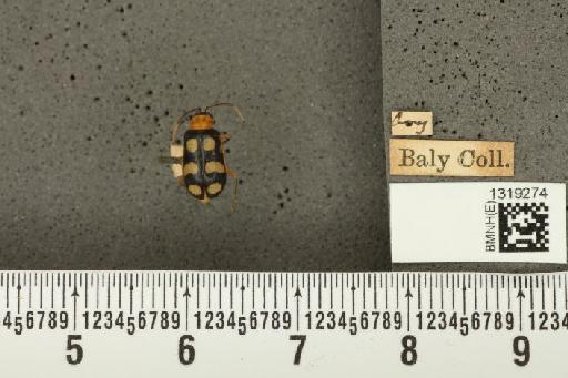 Diabrotica alboplagiata Jacoby, 1882 - BMNHE_1319274_17620