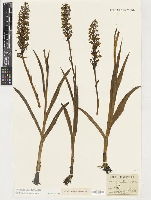 Gymnadenia densiflora (Wahlenb.) A.Dietr. - BM001165503