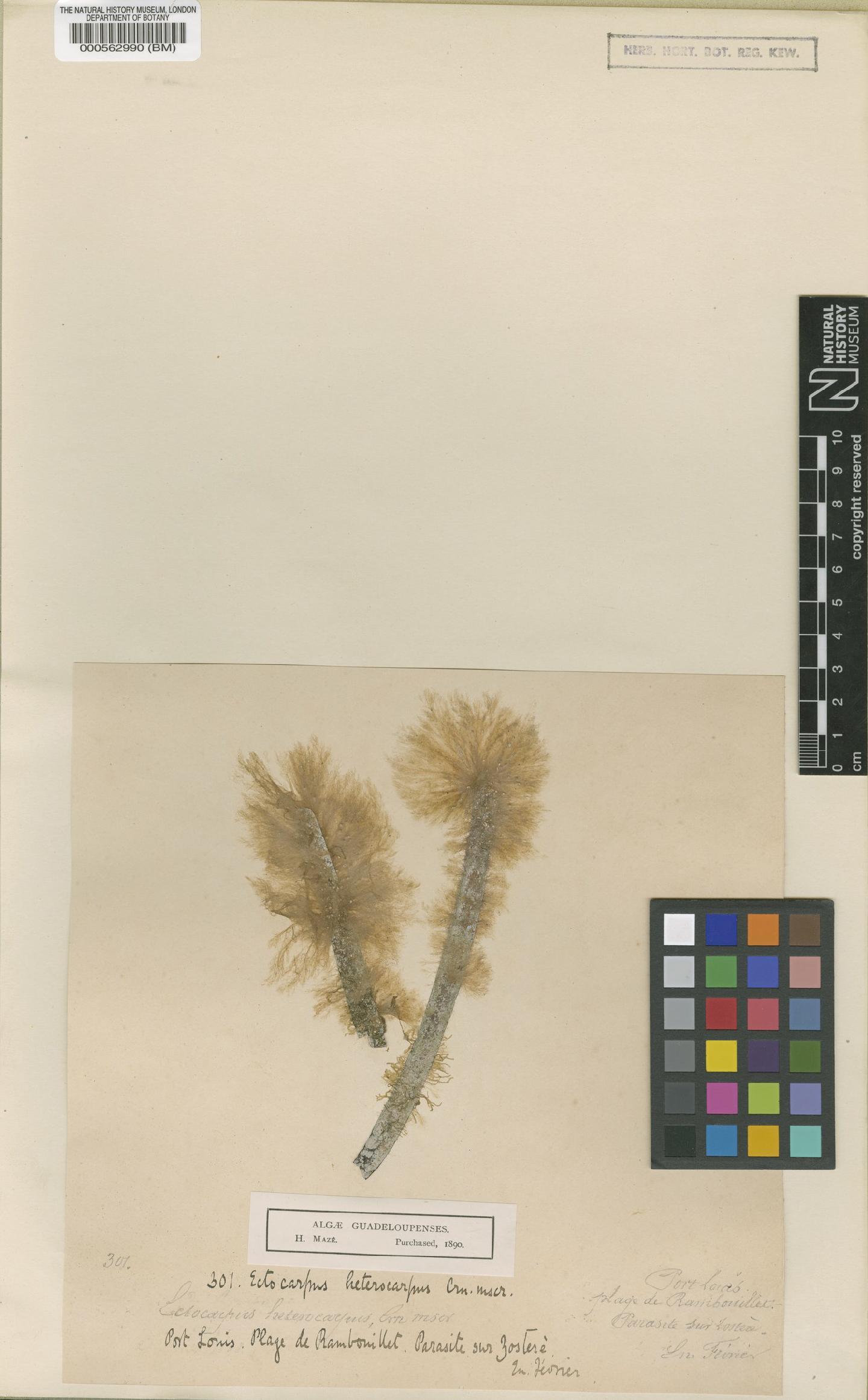 To NHMUK collection (Ectocarpus heterocarpus H.Crouan & P.Crouan; Syntype; NHMUK:ecatalogue:4722560)