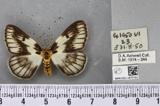 Abraxas grossulariata (Linnaeus, 1758) - BMNHE_1878361_437408