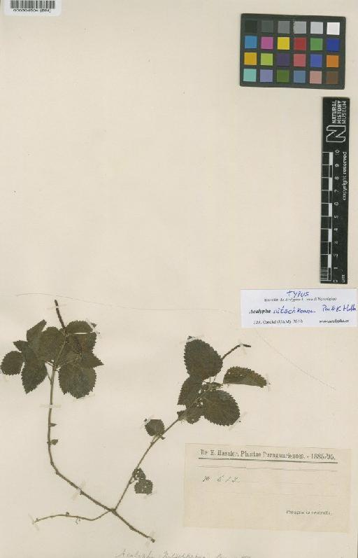 Acalypha nitschkeana Pax & K.Hoffm. - BM000504504