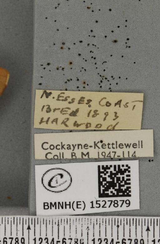 Malacosoma castrensis ab. unicolor Tutt, 1900 - BMNHE_1527879_label_199538