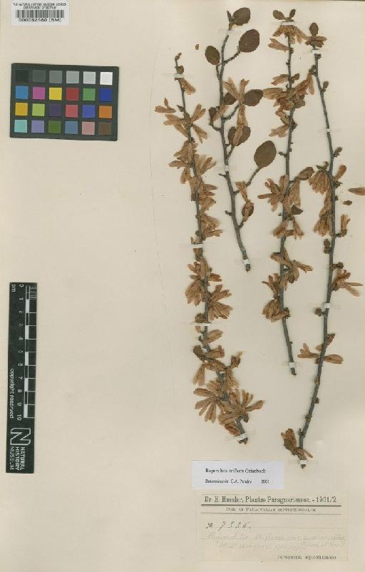 Ruprechtia triflora var. guaranitica Chodat & Hassl. - BM000092580