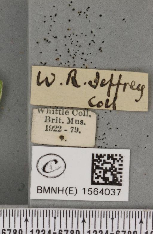 Bena bicolorana (Fuessly, 1775) - BMNHE_1564037_label_293207