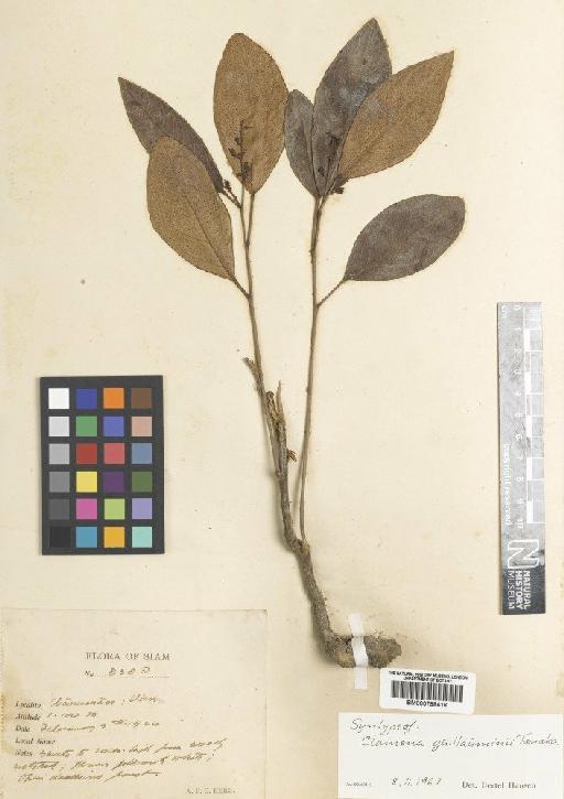 Clausena wallichii var. guillauminii (Tanaka) Molino - BM000798416