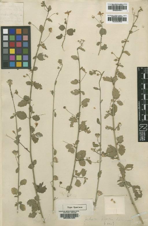 Hibiscus rigidus L.f. - BM000946542