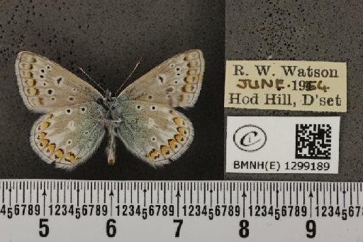 Polyommatus icarus icarus ab. albescens Tutt, 1910 - BMNHE_1299189_150046