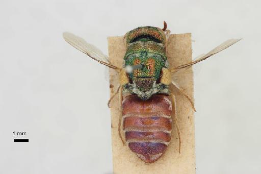 Parnopes indicus Linsenmaier, 1968 - Parnopes_indicus-BMNH(E)#970939_type-dorsal-0_8X