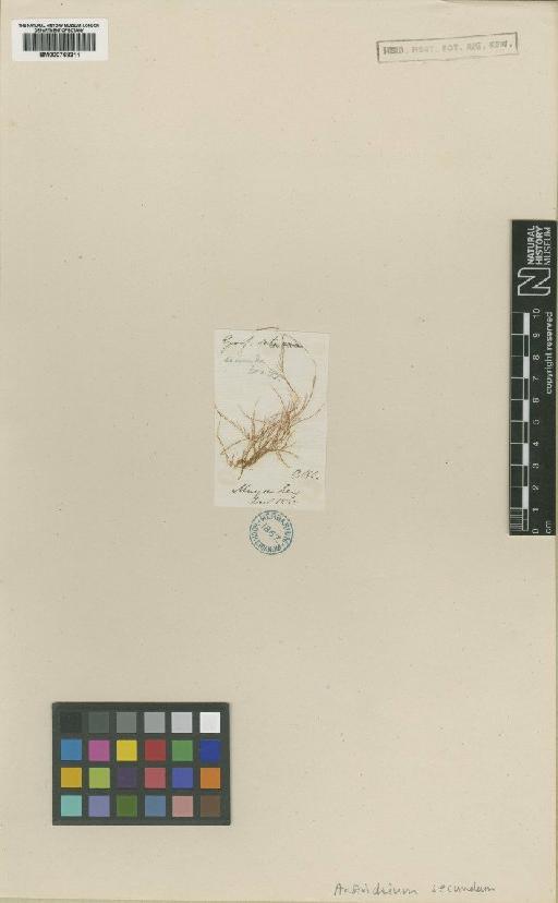 Anotrichium secundum (Harv. ex J.Agardh) G.Furnari - BM000768311