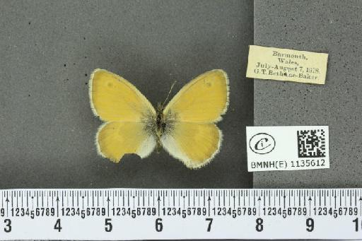 Coenonympha pamphilus (Linnaeus, 1758) - BMNHE_1135612_112575