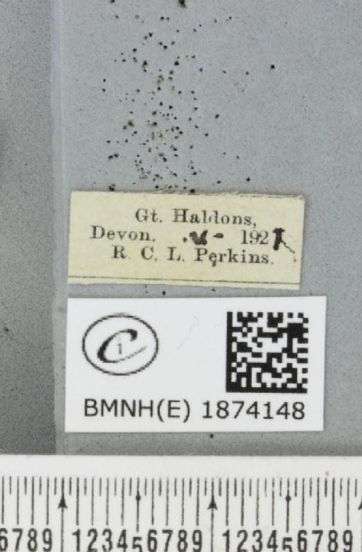 Bupalus piniaria (Linnaeus, 1758) - BMNHE_1874148_label_493968