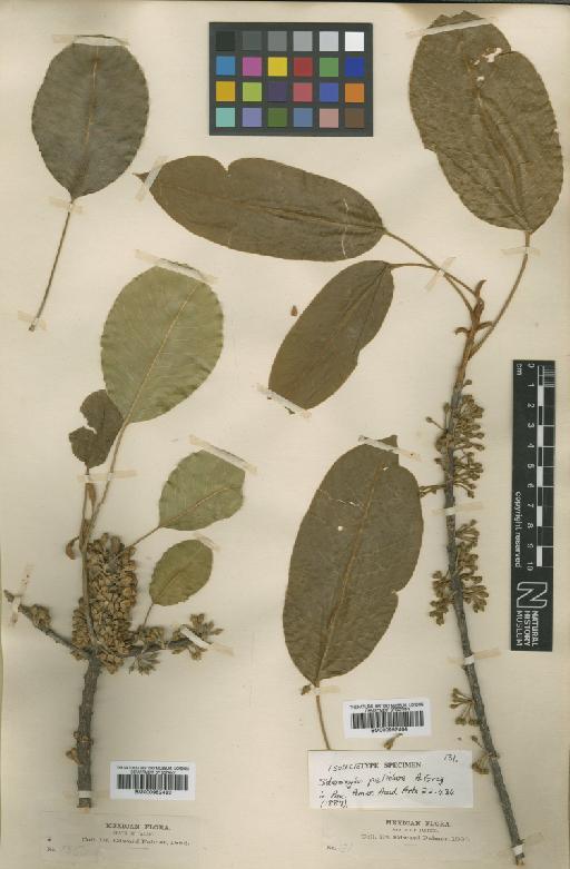 Sideroxylon capiri subsp. capiri (A.DC.) Pittier - BM000952464