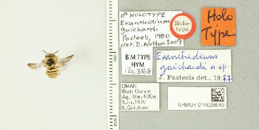 Pseudoanthidium guichardi (Pasteels, 1980) - 014026649_835375_57464-